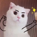书友928372066的头像