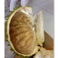 狸猫的头像