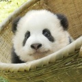 安静的安的头像
