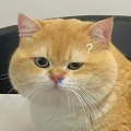 Vvv星星的星的头像