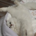 小赞的坚果的头像