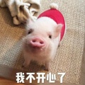 书友863388087的头像