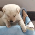 孤独飘雪的头像