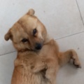 浅笑彡猫猫的头像