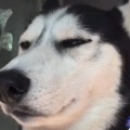 大肥猫的头像