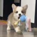 阳光的小海豹在看小说的头像
