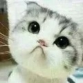 熟悉的陌生人的头像