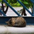 悲哀孤苦无所依的头像