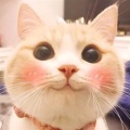 西太寧鄉的头像