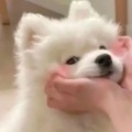 活人微死的头像