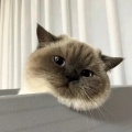 凉城忆梦的头像