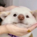 君萌萌的头像