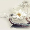 Shirley的头像