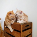猫豆豆的头像