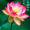 张姐的头像