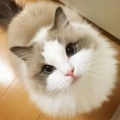 捌仟仁的头像