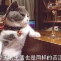 随波逐流的头像