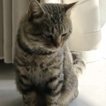 若汐子的头像