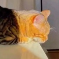 星猫闪耀稻米鱼粮的头像