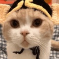 Leonor的头像