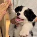 快乐的玉兔精在扫雷的头像
