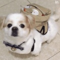 搞笑的妖王在睡懒觉的头像