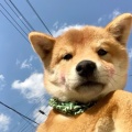 超级驼鹿的头像