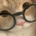回眸的头像