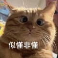 只喜欢我家宝贝的头像
