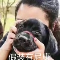 书友961199086的头像