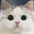 招财小猫的头像