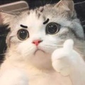 不知火宝宝的头像