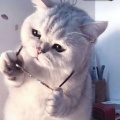 王权富贵的头像