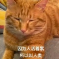 圆滚滚的汤圆在加班的头像