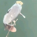 心念麟麟的头像