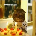 喵喵的头像