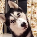 书友1013435806的头像