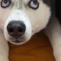 树下的头像