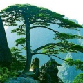 青松的头像
