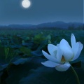 莲落的头像