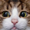 3933256586懒猫的头像