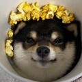 柚一surplus的头像