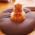 窝在沙发上的猫的头像