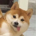 晚川归的头像