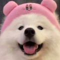 拾光的小叶子的头像