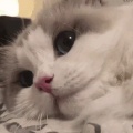 鸽子君的头像