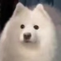 书友 4277093653的头像