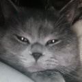 六只猫的头像