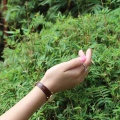 调皮的大熊猫在沉思的头像