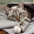 猫眼看人的头像